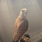 باشق طرح اليوم