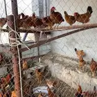 دجاج كبير وصغير