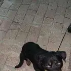 للبيع كلب روت وايلر rottweiler