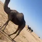 ناقه مجهم