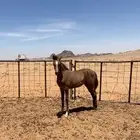 مهره شعبيه