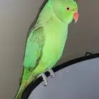 ببغاء الدره الييف مع قفصه واكله مو كثير مره يتكلم يقول يسلم