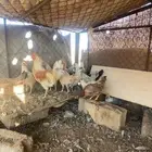 دجاج
