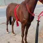 حصان شعبي سبوق
