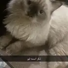 قطط شيرازي هملايا