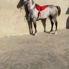 حصان شعبي
