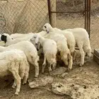 رخال حريات وطليان