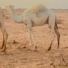 حاشي بري ع حليب امه وشرط علفه شعير مظغوط وحليب امه