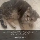 قط ذكر سكوتش فولد