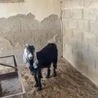 تم البيع