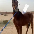 مهر عربي