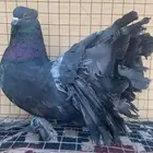 حمام رقاص امريكي للبيع