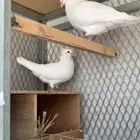 6 أزواج حمام ابيض للبيع