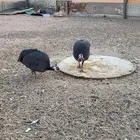 دجاج حبشي