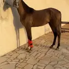 مهر شعبي