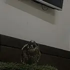 باشق شبه مدرب يجي علا اليد