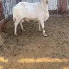 رفيدي طيب بالحيل الضهر مغلق وجذع