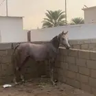 مهر لايتواصل الا الصامل