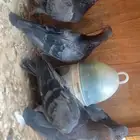 20 فرده صنعاني فيها إناثي وفيها ذكور احجام صغيره صوت جميل