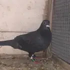 زوج زاجل شرط صحه و شرط انتاج