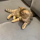 قطط