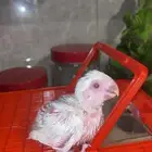 فرخ روز البينو