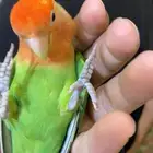 أنثى روز هدد أليفة جدا مناسبة للأطفال