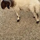 خروف فحل للبيع