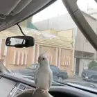 طير كروان