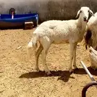 شاه رباع مضربها اطلي وحتمال دافع