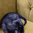 قطوه تبني سكوتش