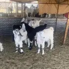 البيع تيوس و جفار