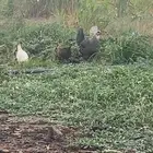 دجاجه مع فروخها