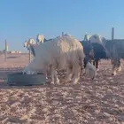 غنم نجد