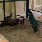 طاووس منتج