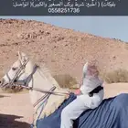 خيل