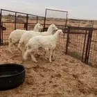 حريات. جذعات. العمر 4 ش