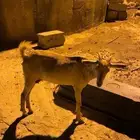 غنم