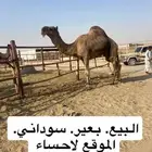 بعير