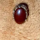 خاتم عقيق