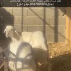 خروفين حري شحم وا لحم رقم واحد واحد صنف فحل اضمنه سمان