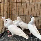 حمام ايراني