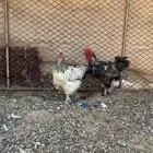دجاج براهما