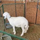 طلي حري عمره اربع شهور ونص ضهره وسط طرفه طيب