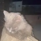 قطوه للبيع