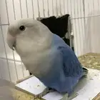 روز ذكر