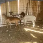 برابر شياه
