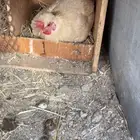 للبيع دجاجه عربيه افرق محضنه