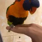 ببغاء لوري رد كولارد بهلواني وجريئ