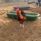 دجاج بلدي بياض